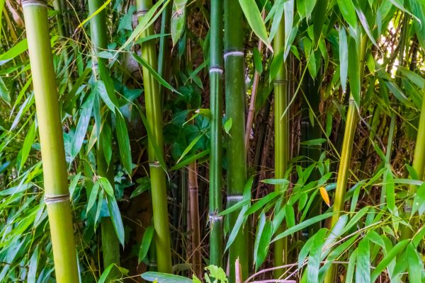 Cost of Bamboo Trimming in Winter Haven