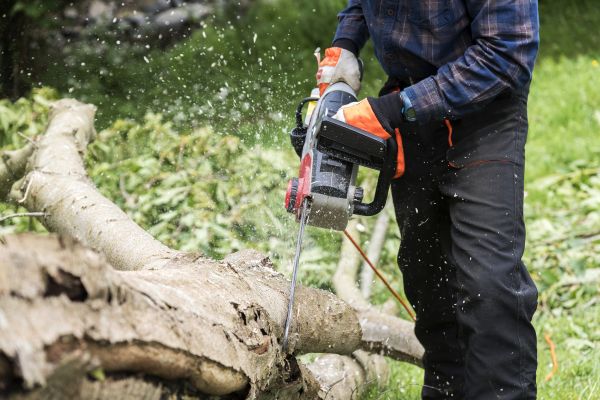 Cost of Branch Removal Service in Winter Haven