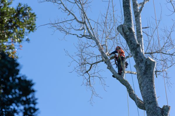 Cost of Tree Topping Service in Winter Haven