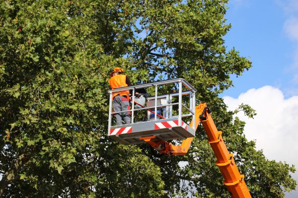 Commercial Tree Service in Winter Haven