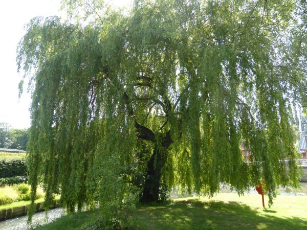 Cost of Willow Tree Trimming in Winter Haven