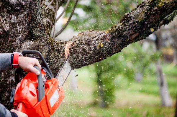 Cost of Tree Limbs Removal in Winter Haven