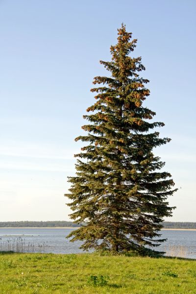 Cost of Spruce Tree Pruning in Winter Haven