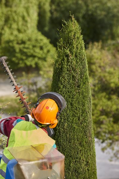 Cost of Cypress Tree Trimming in Winter Haven
