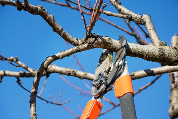 Cost of Elm Tree Pruning in Winter Haven
