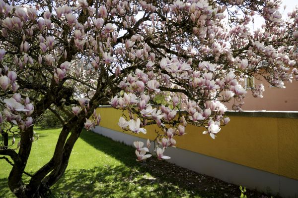 Magnolia Tree Cutting