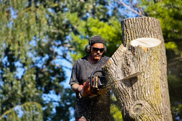 Cost of Ash Tree Pruning in Winter Haven
