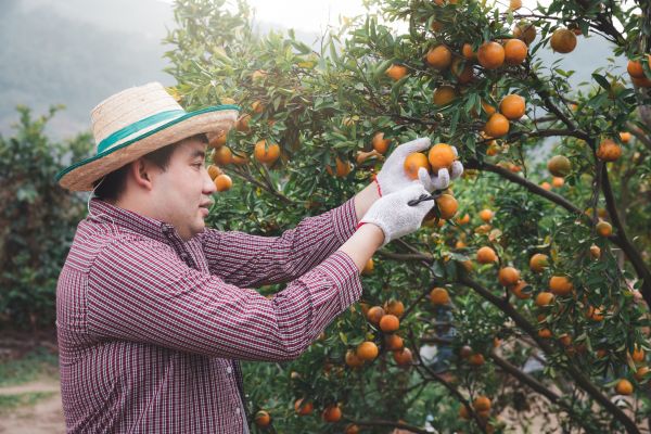 Cost of Orange Tree Pruning in Winter Haven