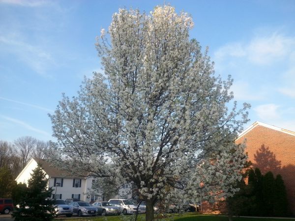 Cost of Bradford Pear Tree Pruning in Winter Haven