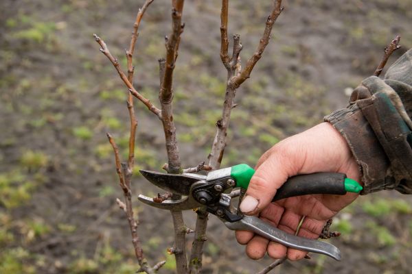 Cost of Pear Trees Pruning in Winter Haven