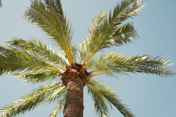 Cost of Queen Palm Pruning in Winter Haven