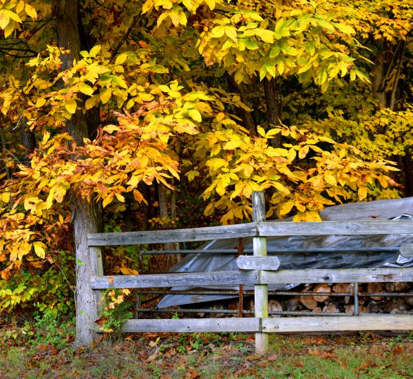 Cost of Hickory Tree Pruning in Winter Haven