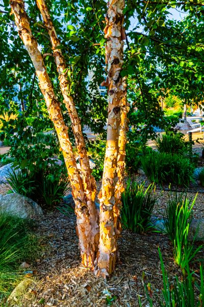 Cost of River Birch Trimming in Winter Haven