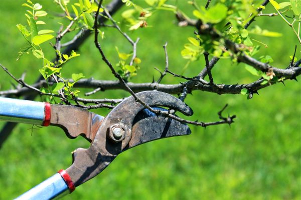 Cost of Branches Pruning in Winter Haven