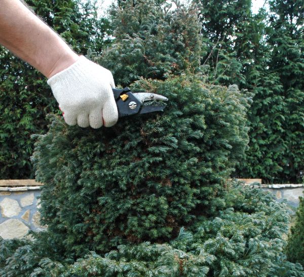 Cost of Ornamental Tree Trimming in Winter Haven