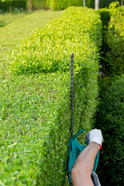 Hedge Trimming