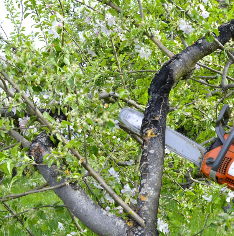 Apple Tree Pruning
