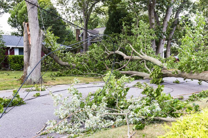 Tree Blocking Road