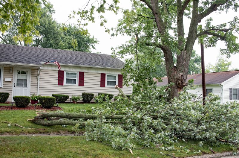 Downed Tree in Yard