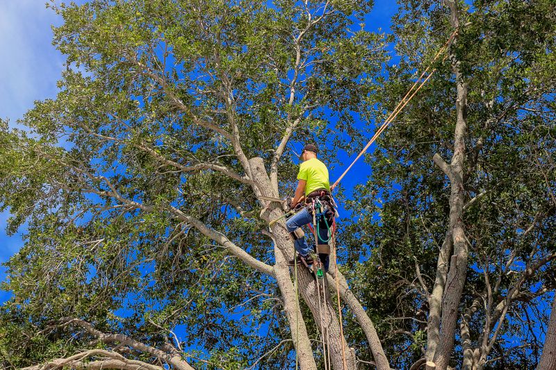 Arborist Climbing a Tree