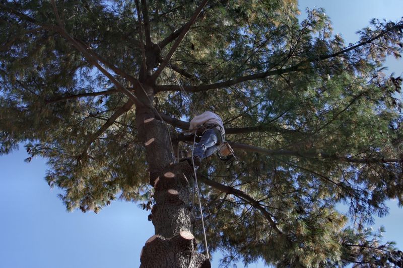 Arborist Performing Precision Cuts