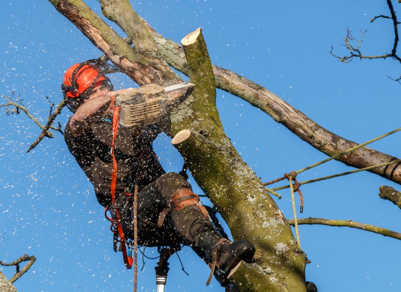 Trimming Near Power Lines